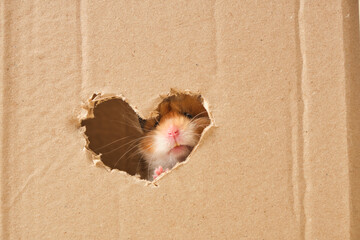 cute fluffy tri-color long-haired syrian hamster peeking out of a hole in cardboard, heart-shaped...