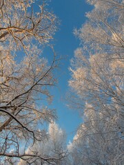 snow covered trees
