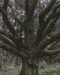 Obraz premium big tree in forest