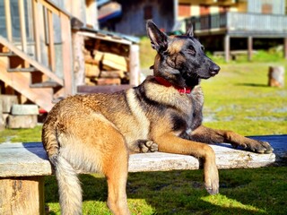 BERGER BELGE MALINOIS