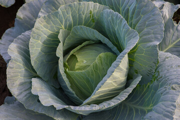 Obraz premium Fresh green cabbage.