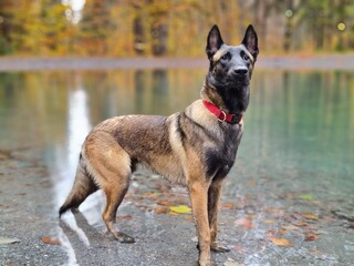 BERGER BELGE MALINOIS