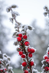 red berries in snow