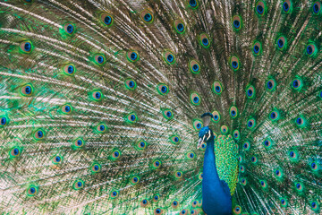 Fototapeta premium Peacock with his feathers out. . High quality photo