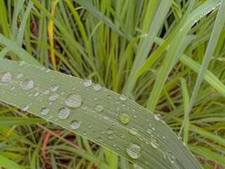 dew on grass