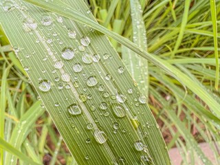 dew on grass