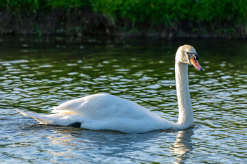 Schwan auf dem Wasser 