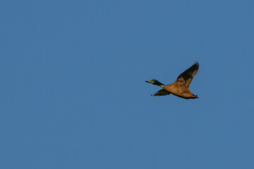Ente im Flug 