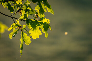 Blätter im Sonnenlicht