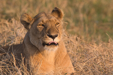 Close up of a lioness, Panthera leo, in the grass of Masai Mara.