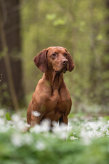 A male Hungarian Vizsla dog sitting among white flowers against the backdrop of a lush spring forest.