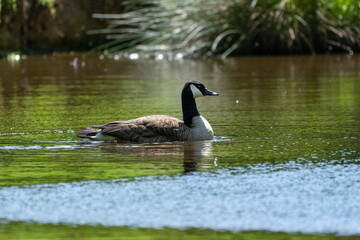 Gans im Wasser