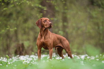 A male Hungarian Vizsla dog standing among white flowers against the backdrop of a lush spring forest. Looking away