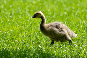 Kleine Baby Gans