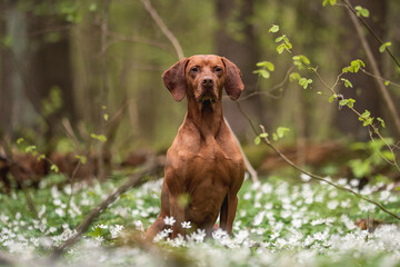 A male Hungarian Vizsla dog sitting among white flowers against the backdrop of a lush spring...