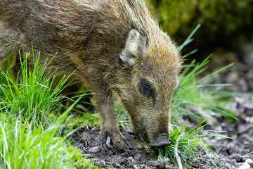 Wildschweinbaby Nahaufnahme