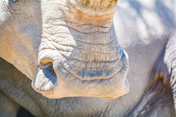 close up of rhino nostril