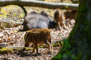 Wildschweinbaby auf Nahrungssuche