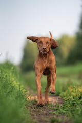 A male Hungarian Vizsla dog running in the middle of an oat field against a blue sky. The mouth is open. Paws in the air. Crazy dog