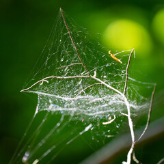 Spinnennetz im Gegenlicht 