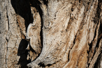 bark of a tree