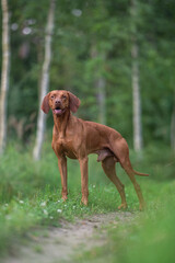 A male Hungarian Vizsla dog standing on a path in the middle of a green summer forest. Dog posing. Looking into the camera.