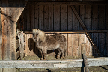 Little brown pony in a stall