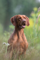 Close-up portrait of Male Hungarian Vizsla dog among yellow flowers and summer greenery. Dog emotions. The mouth is open. Looking away