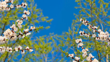 Beautiful branches with apricot flowers with a deep blue background