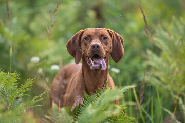 Close-up portrait of Male Hungarian Vizsla dog among yellow flowers and summer greenery. Dog emotions. The mouth is open. Looking into the camera