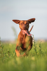 A male Hungarian Vizsla dog running in the middle of an oat field against a blue sky. The mouth is open. Paws in the air. Crazy dog