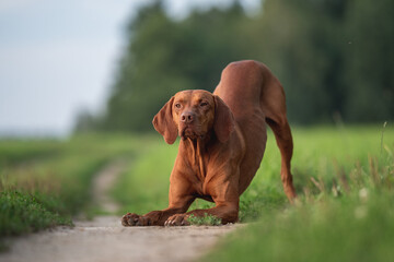Male Hungarian Vizsla dog posing in the rays of the setting sun against the backdrop of a green...
