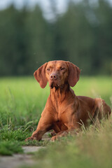 Male Hungarian Vizsla dog posing in the rays of the setting sun against the backdrop of a green forest