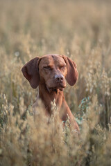 Male Hungarian vizsla dog in the middle of an oat field at sunset. Dog posing. Dog portrait. The eyes are closed.