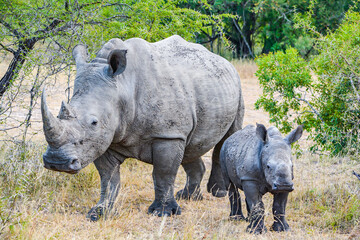 Obraz premium rhino with a baby