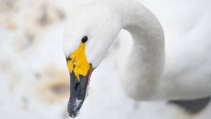 Portrait of whooper swan (Cygnus cygnus) bird. Snow winter background. Close up. Bird with black and yellow beak © Sergey Privalov