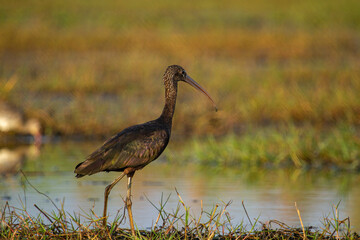 Glossy Ibis at  Chilka Bird Sanctuary in Orissa in India