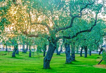 Olive tree orchard