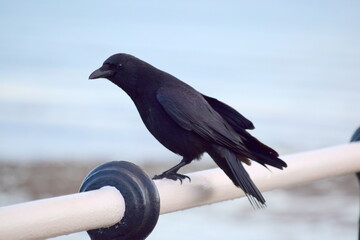 Crow