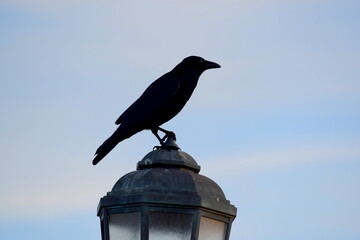 Crow