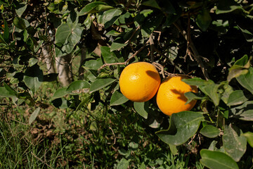 photo of oranges among leaves growing on a tree. The theme of farming, agriculture and healthy nutrition