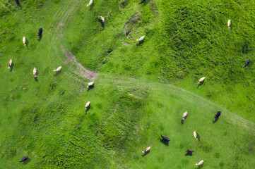 Group of cows grazing in the pasture drone view