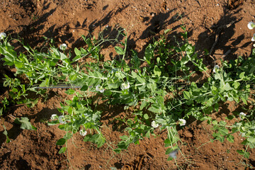 photo of sprouts with green pea flowers. The theme of seasonal planting, gardening and agriculture
