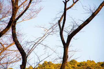 代々木公園の散歩