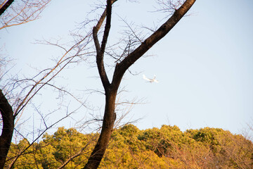 代々木公園の散歩