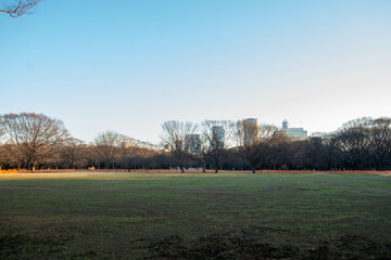 代々木公園の散歩