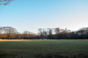 代々木公園の散歩