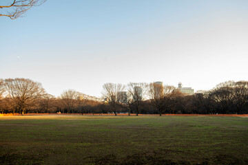 代々木公園の散歩