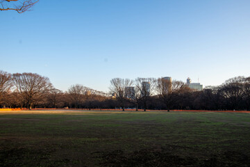 代々木公園の散歩
