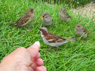 Sparrows on the green grass. Human hand feeding hungry birds with a piece of bread.
